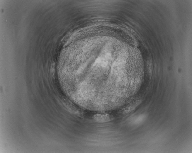X0000079330271200612151850