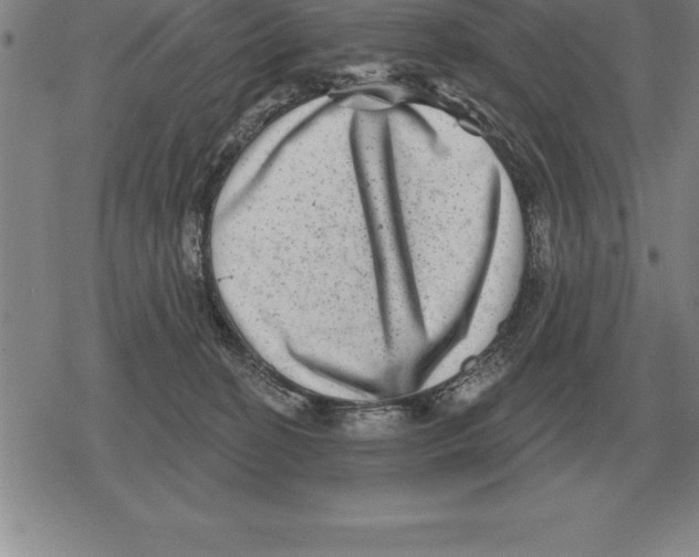 X0000079330274200612151850