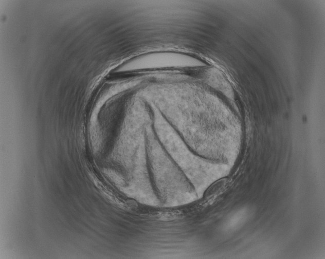 X0000079330345200612151848