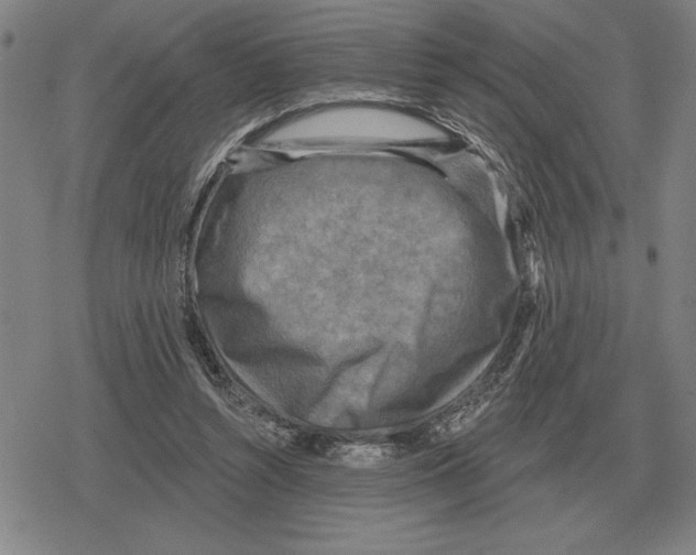 X0000079330352200612151848