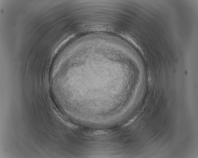 X0000079330390200612151847