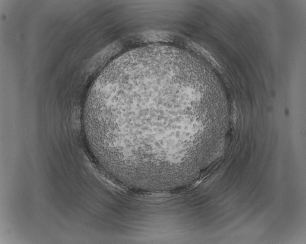 X0000079330402200612151847
