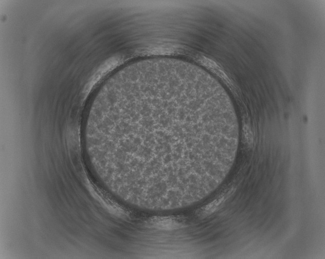 X0000079330534200612151844