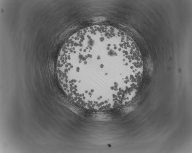 X0000079330565200612151845