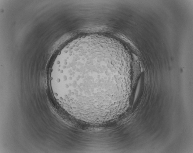 X0000079330582200612151844
