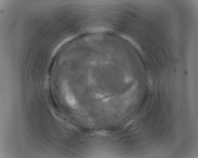 X0000079330583200612151844
