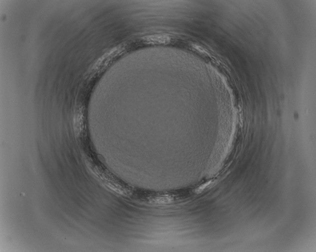 X0000079330600200612151844