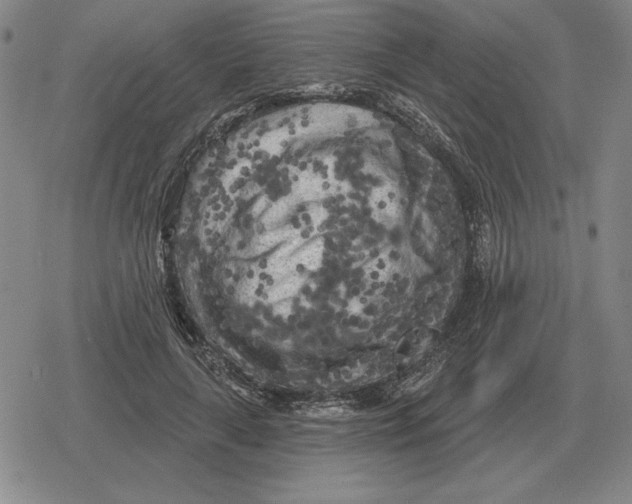X0000079330643200612151843