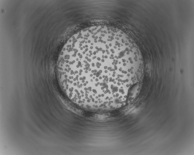 X0000079330662200612151843