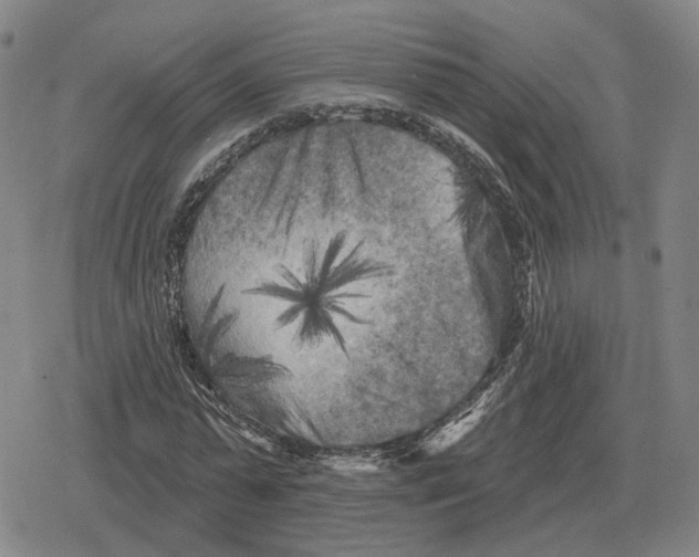 X0000079330775200612151841