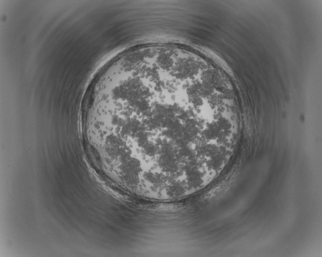 X0000079330839200612151840