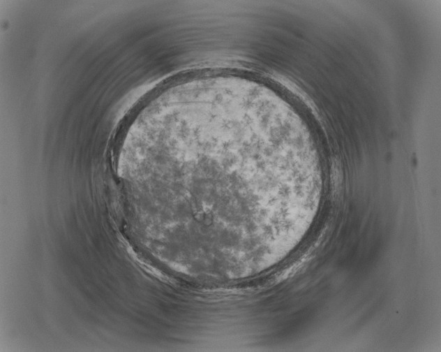 X0000079330925200612151838