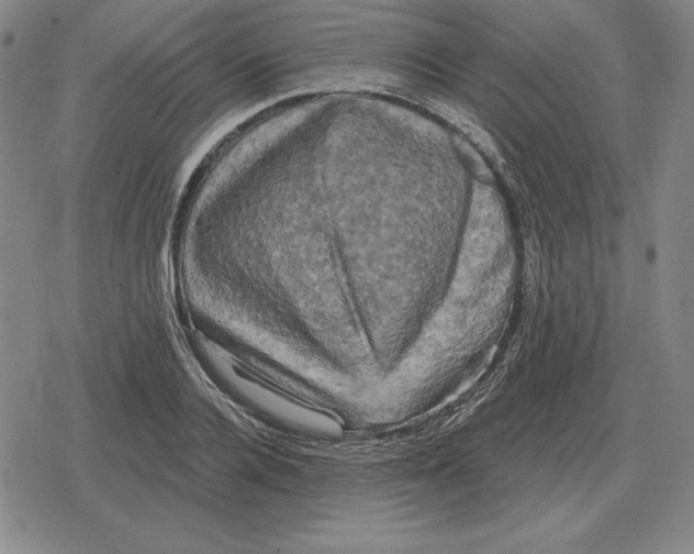 X0000079330936200612151839