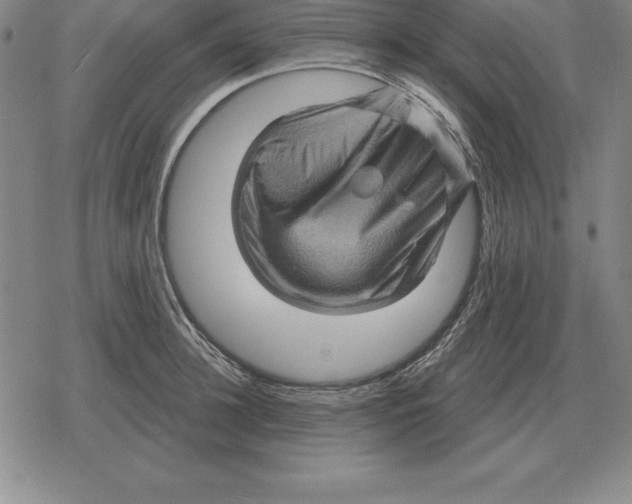 X0000079330948200612151839