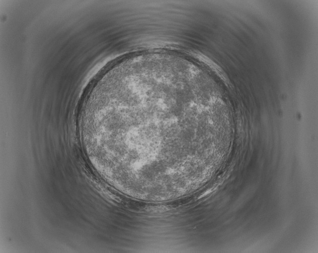X0000079331023200612151837