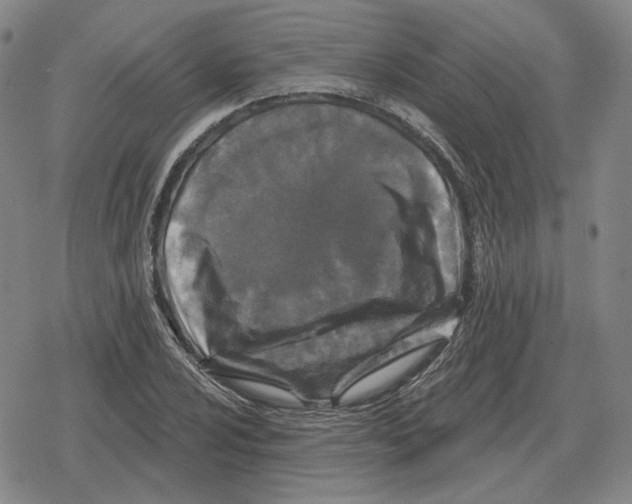 X0000079331024200612151837