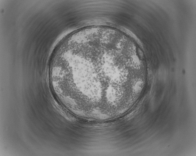 X0000079331035200612151837