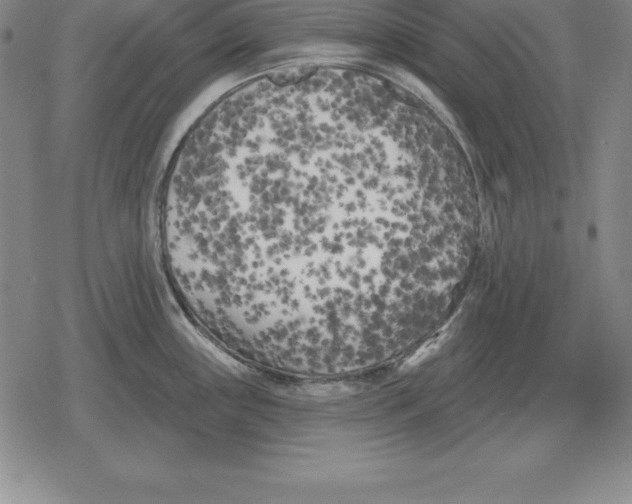 X0000079331243200612151834