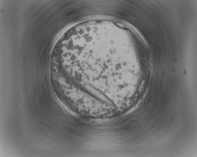 X0000079331244200612151834