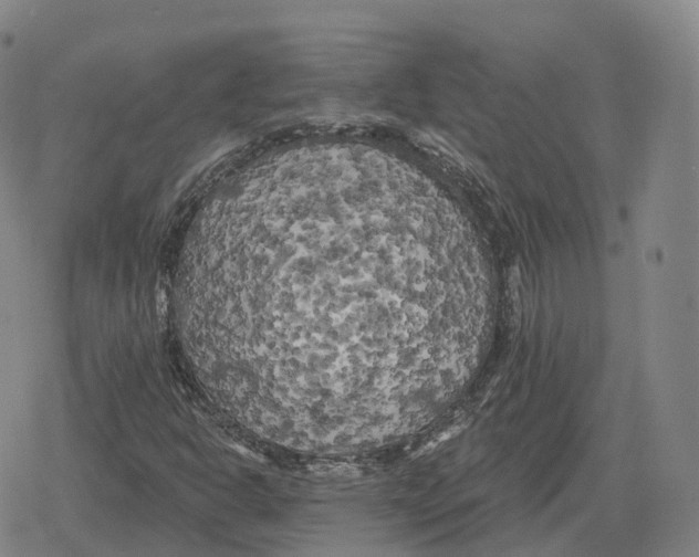 X0000079331302200612151832