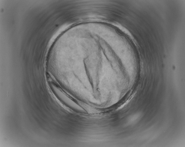X0000079331333200612151832