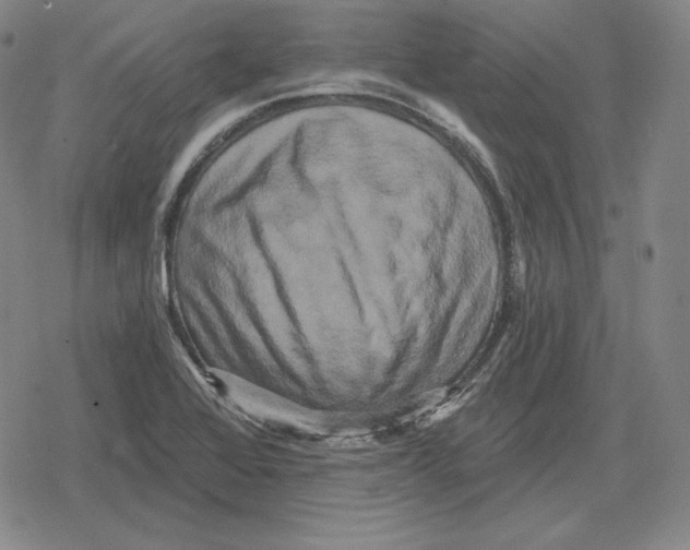 X0000079331368200612151832