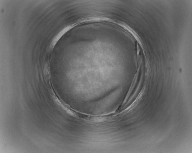 X0000079331385200612151831