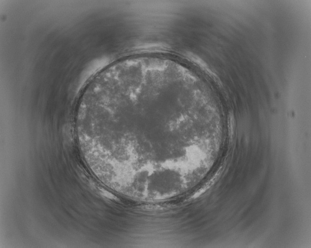 X0000079331405200612151831