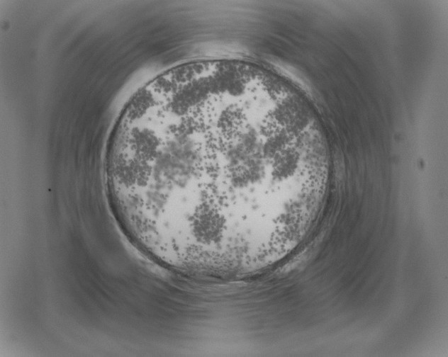 X0000079331471200612151830