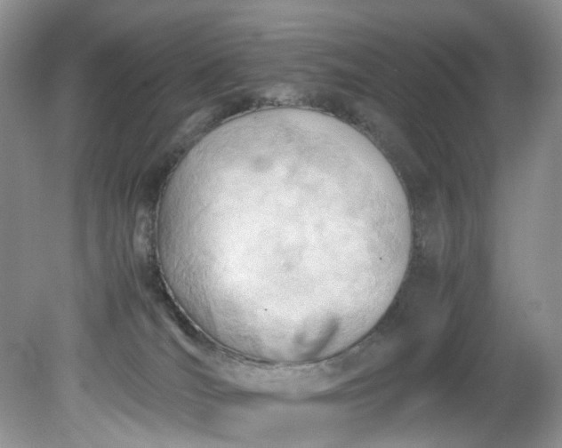 X0000079340036200612011945