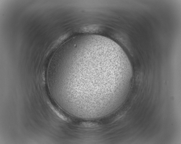 X0000079340633200612011935