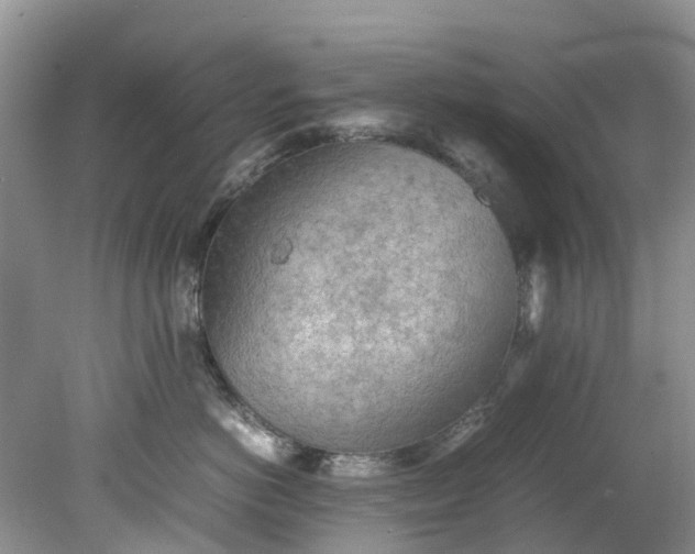 X0000079340766200612011934