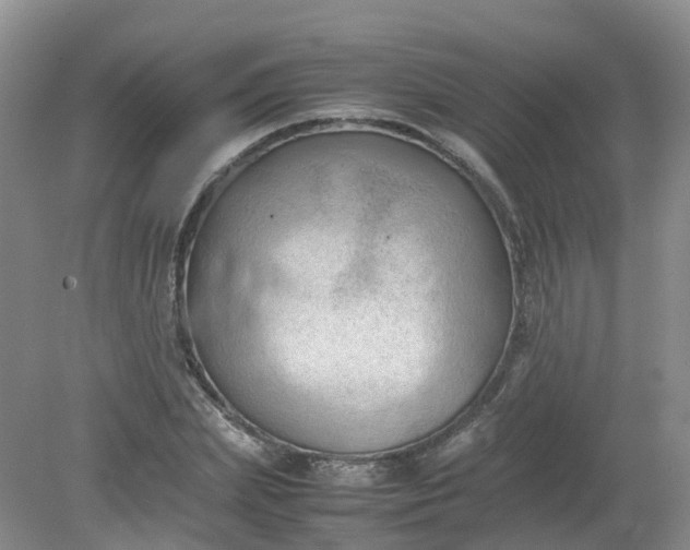 X0000079340831200612011931