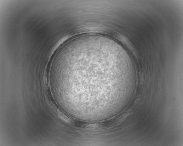 X0000079340883200612011931