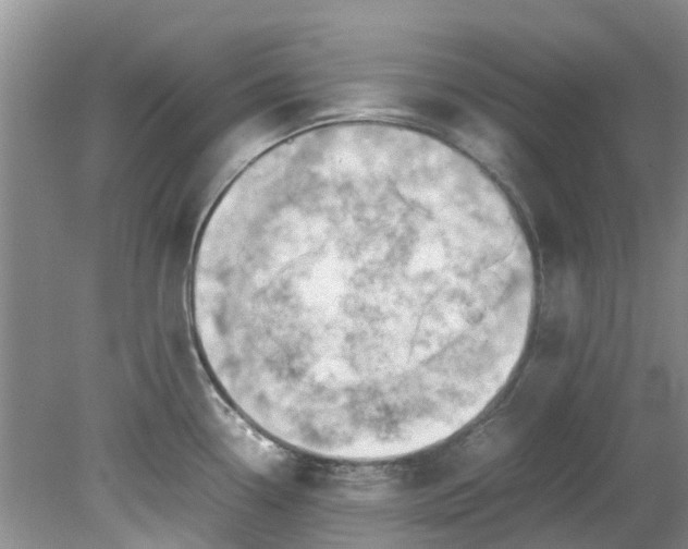 X0000079341338200612011924