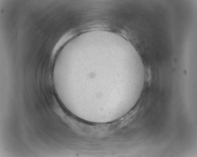 X0000079340004200612082036