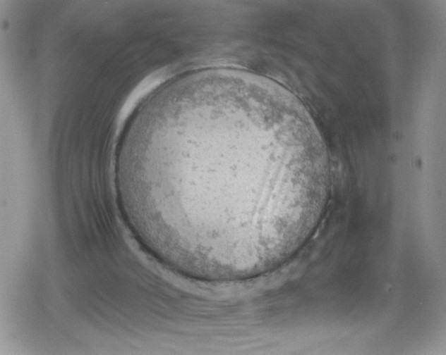 X0000079340006200612082036