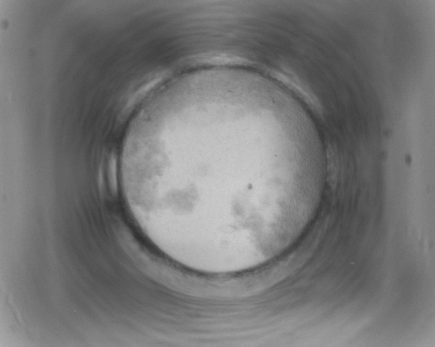 X0000079340014200612082036