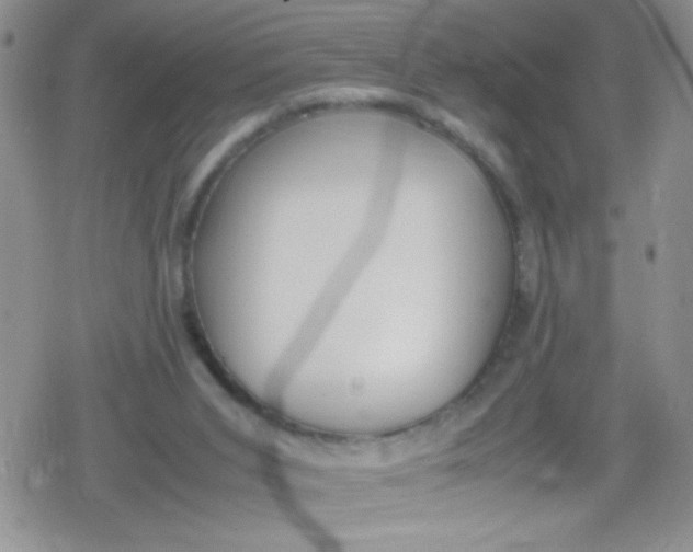 X0000079340015200612082036