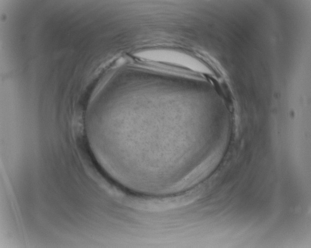 X0000079340017200612082036