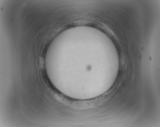 X0000079340025200612082035