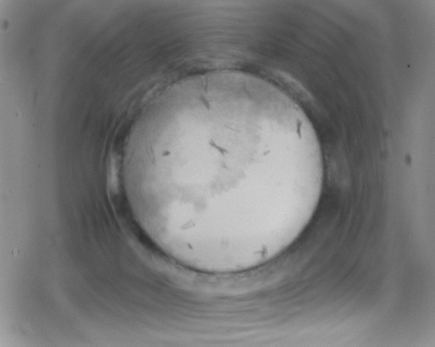 X0000079340026200612082035