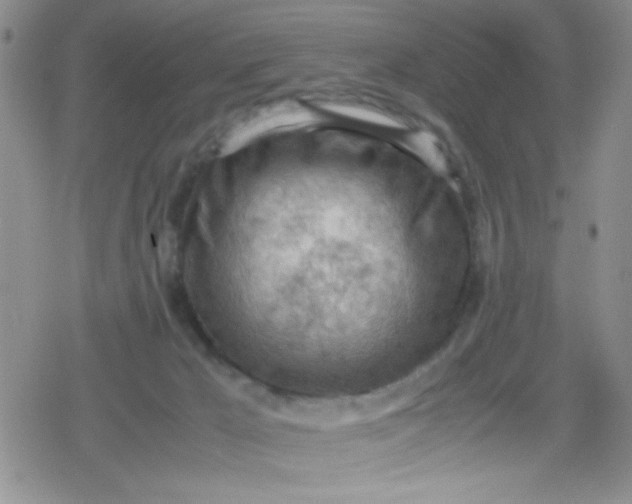 X0000079340029200612082035