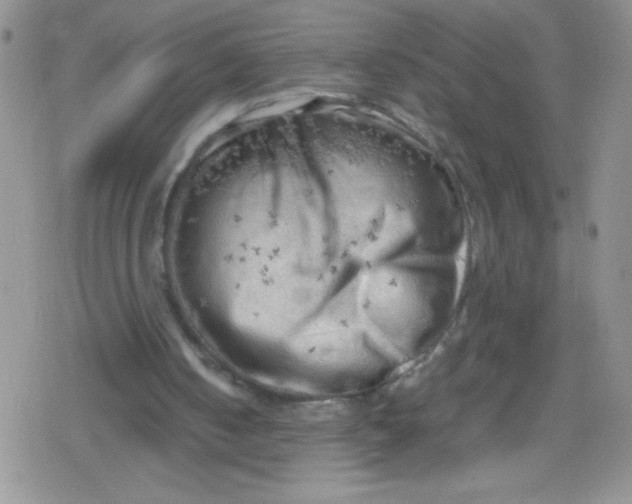 X0000079340050200612082034