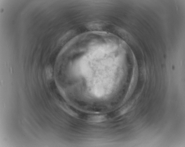 X0000079340081200612082035