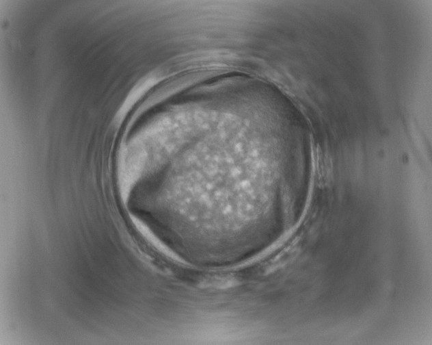 X0000079340099200612082034