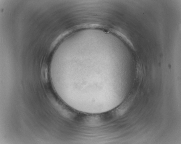 X0000079340110200612082034