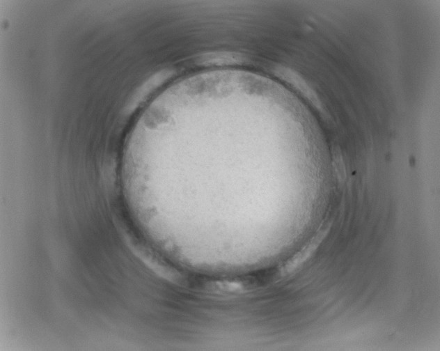 X0000079340159200612082033