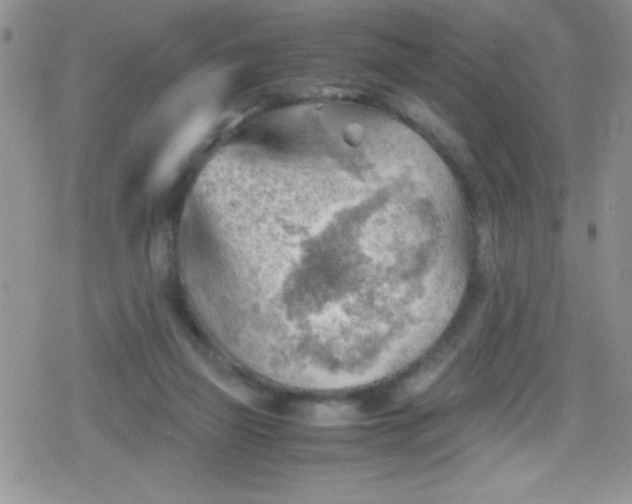 X0000079340165200612082033