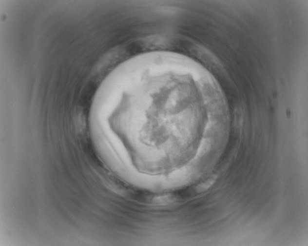 X0000079340173200612082033